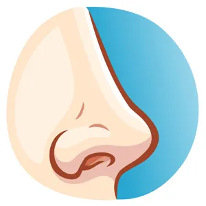 ترمیم نوک بینی ترمیم نوک بینی